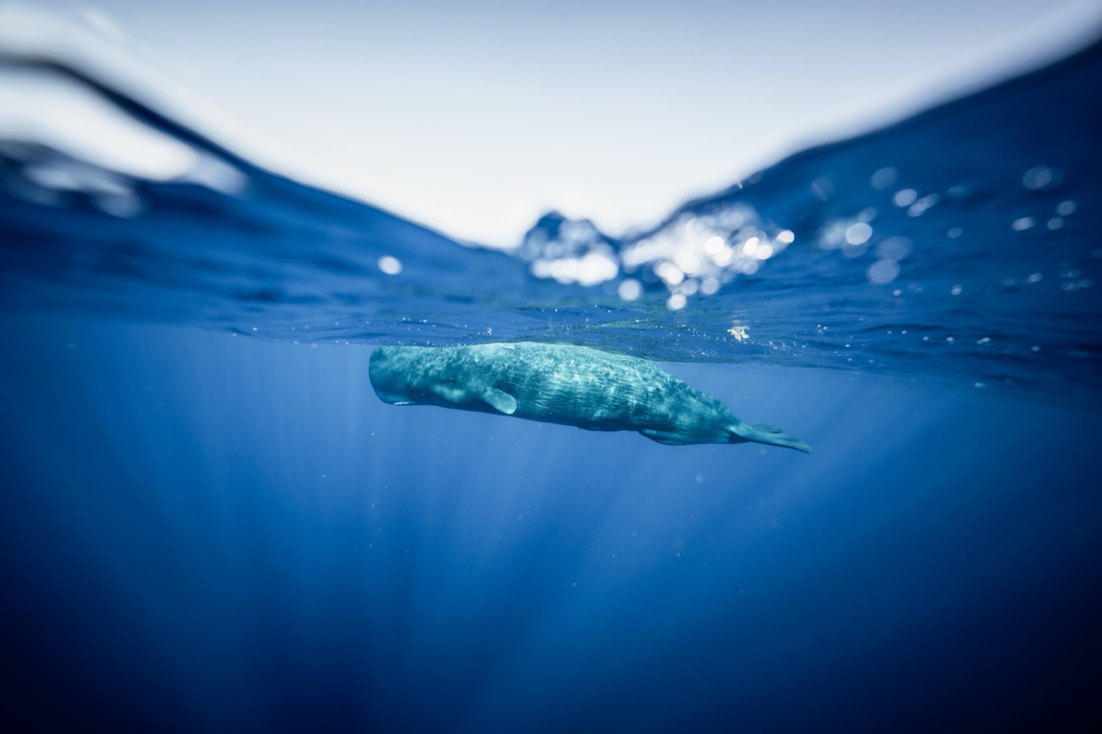 The deep blue — life beneath the surface.